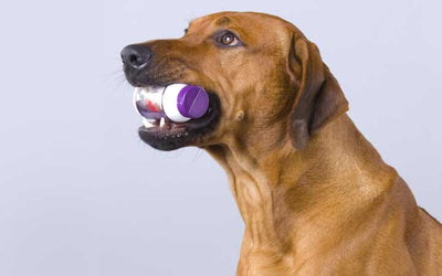 Suplemento Alimenticio para Perros: ¿Por Qué y Cuándo Usarlos?