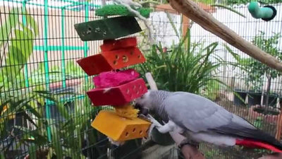 Tienda de Aves y Pájaros