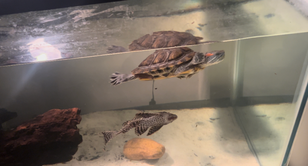 Errores comunes al cuidar peces y tortugas en casa