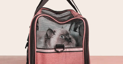 Cómo transportar un gato al veterinario
