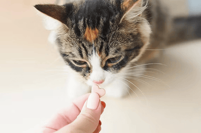 Vitaminas para gatos desnutridos