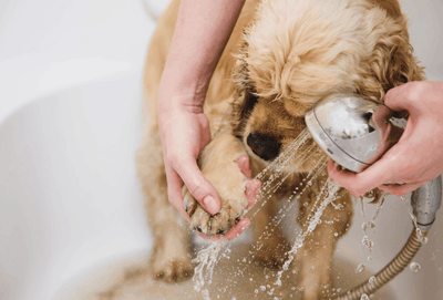 ¿Cada Cuánto Debes Bañar a tu Perro?