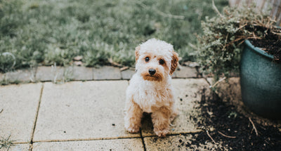 Cuánto cuesta tener un perro en México (calculadora 2026)