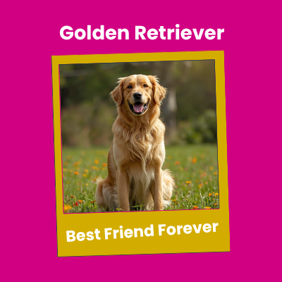 Golden Retriever | AniMALL