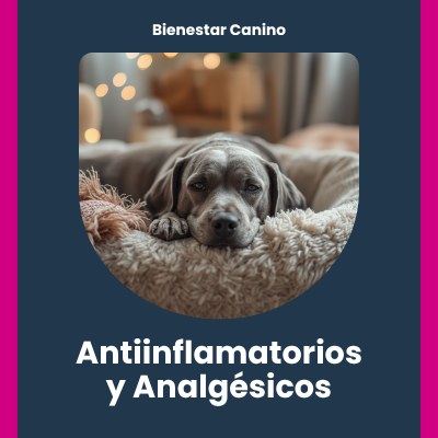 Antiinflamatorios y Analgésicos para Perros y Gatos | AniMALL
