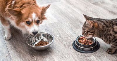 Alimento para perros con estomago sensible