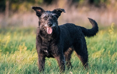  alimento para perro geriatrico