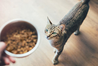 Croquetas para gato premium