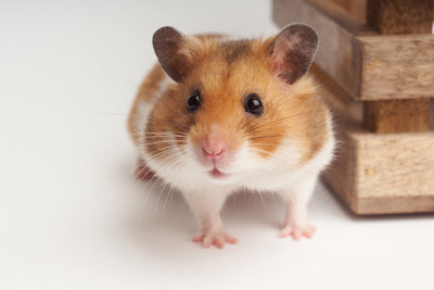 todo para hamster