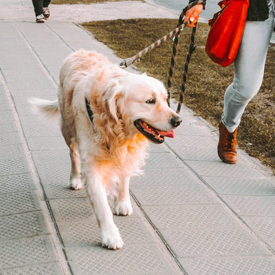 Accesorios para Pasear a tu Perro — Animall