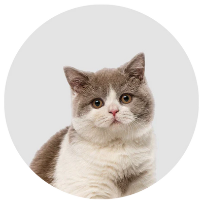 productos para gatos