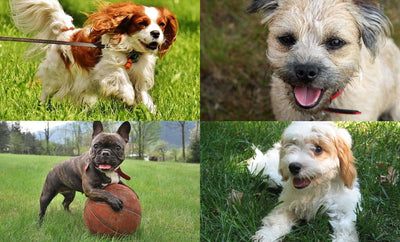 alimento para perro razas pequeñas