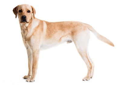 Alimento para Labrador Retriever, Croquetas y Cuidados