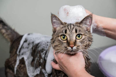 Shampoo para gatos antipulgas, dermatológico y en seco