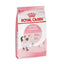 Royal Canin Gato Kitten 3.1 kg