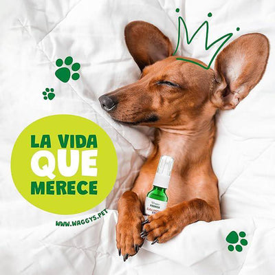 Waggys Olive Aceite Relajante para Perro 375 Mg - AniMALL