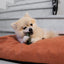 Perro pequeño masticando premio dental Garden Bites Toby Toothbrush sobre cama naranja