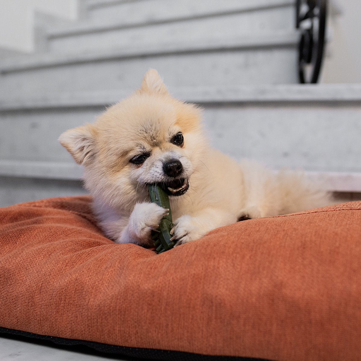 Perro pequeño masticando premio dental Garden Bites Toby Toothbrush sobre cama naranja