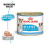 24 Latas Royal Canin Starter Mother & Babydog Mousse 145 gr