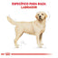 Royal Canin Perro Adulto Labrador Retriever 13.6 kg