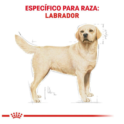 Royal Canin Perro Adulto Labrador Retriever 13.6 kg