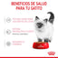 24 Latas Royal Canin Kitten Thin Slices in Gravy 85 gr