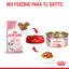 24 Latas Royal Canin Kitten Thin Slices in Gravy 85 gr