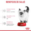 Royal Canin Gato Kitten 1.3 kg