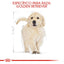 Royal Canin para Cachorro Golden Retriever 13.6 kg - AniMALL