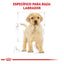 Royal Canin Cachorro Labrador Retriever 13.6 kg