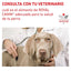 Lata Royal Canin Vet Perro y Gato Recovery 145 gr - AniMALL