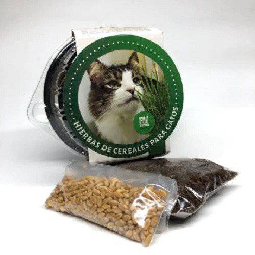 Rutina Verde Trigo, Hierbas de Cereales para Gatos, Golden Dog - AniMALL