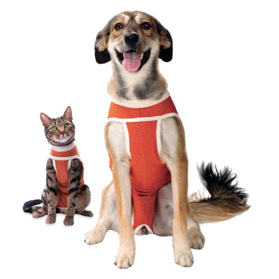 Body postoperatorio perros