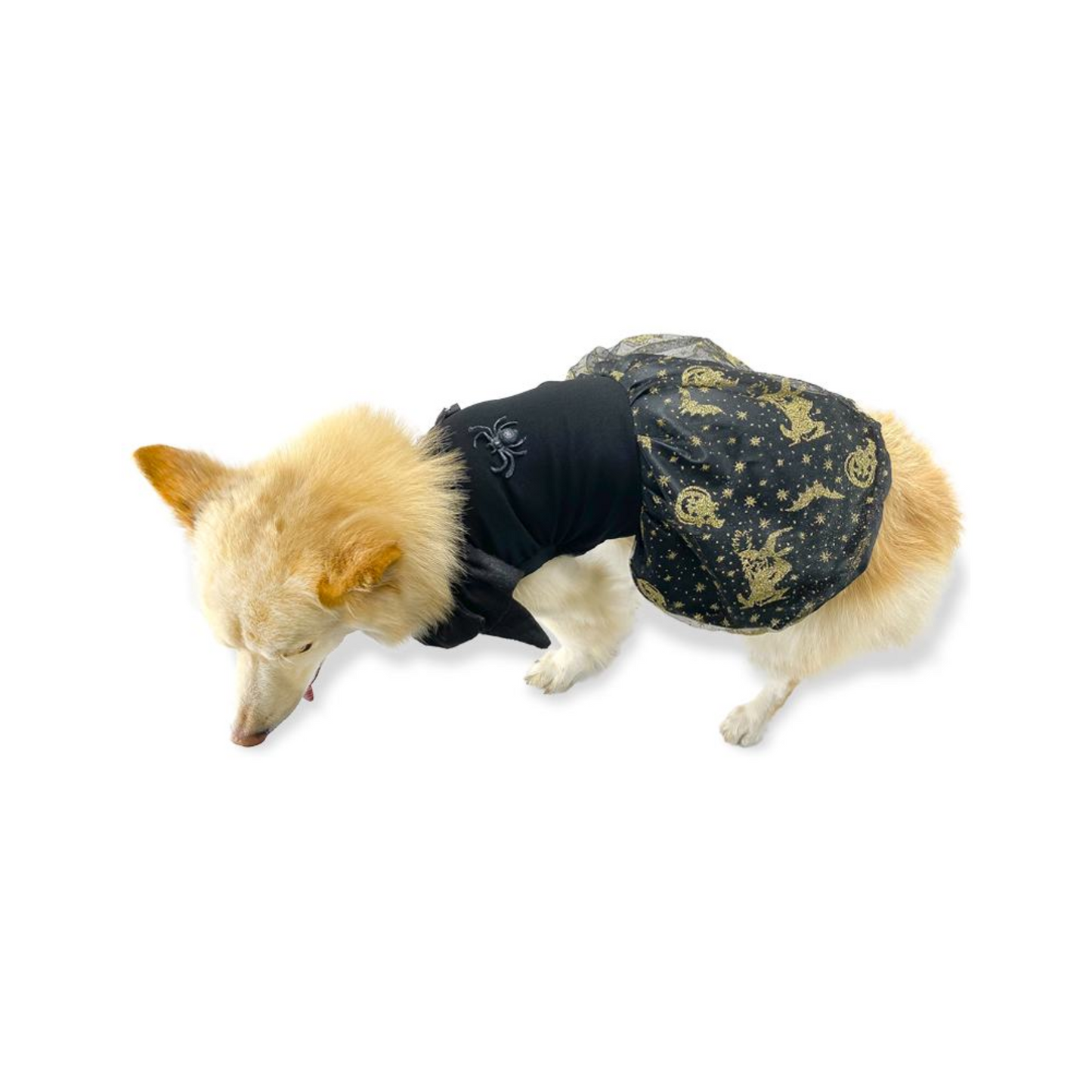 CATM Disfraz de Bruja Color Negro con Dorado para Mascota Talla 6