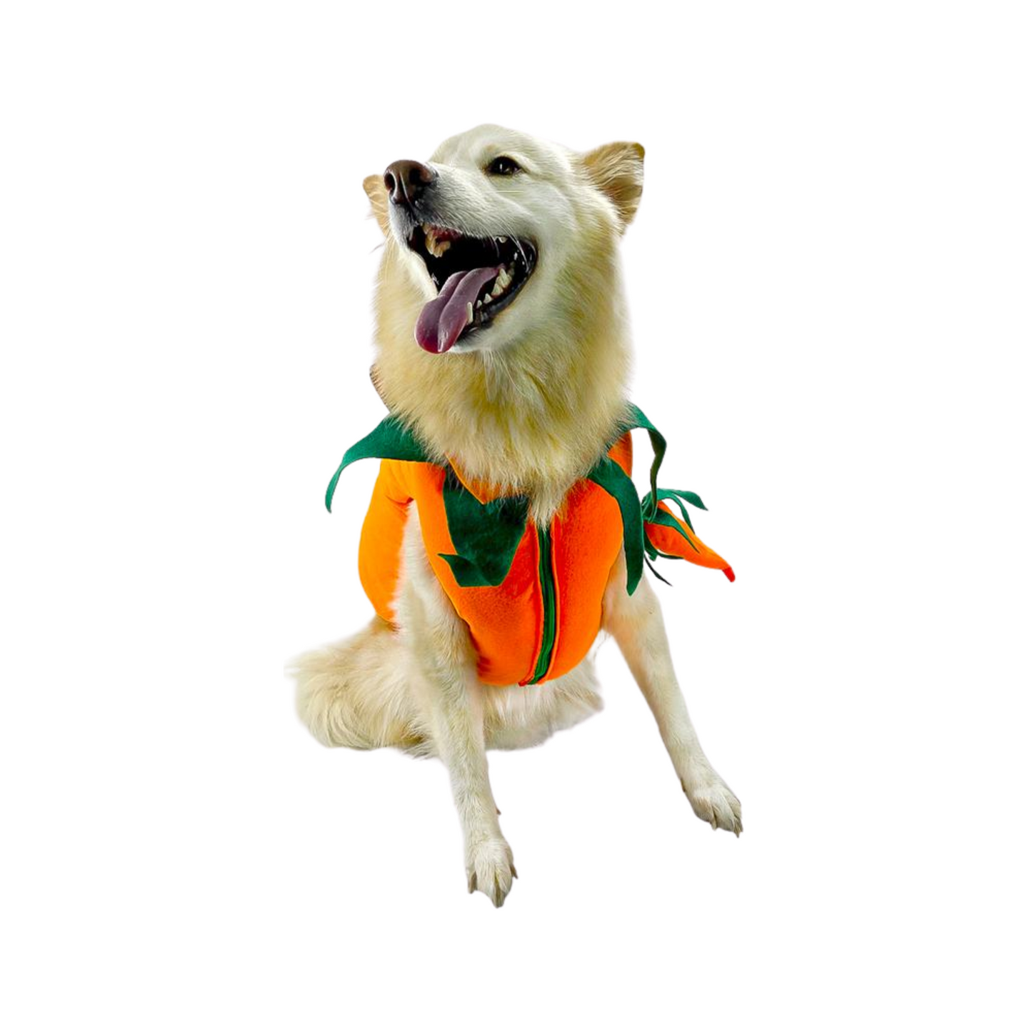 CATM Disfraz de Calabaza para Mascota Talla 4