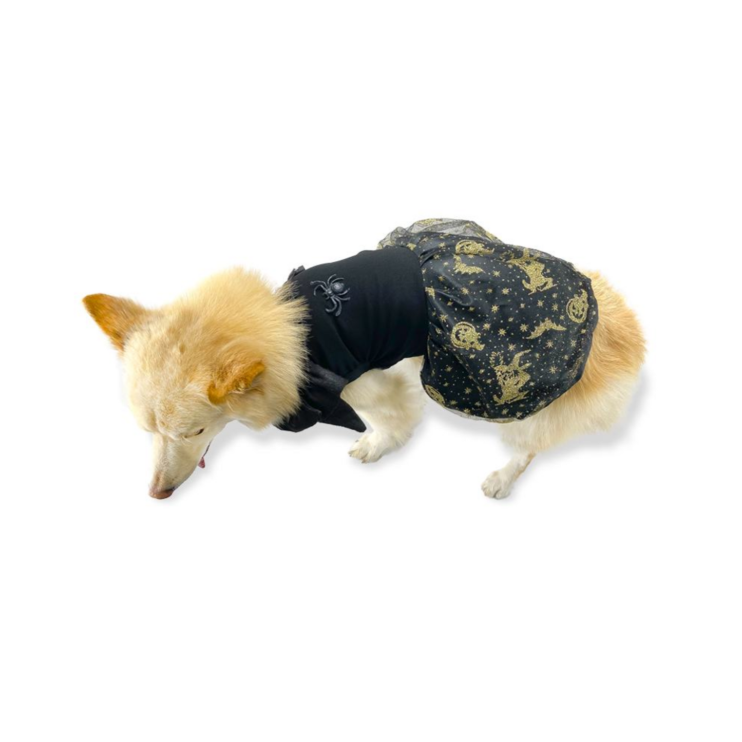 CATM Disfraz de Bruja Color Negro con Dorado para Mascota Talla 5