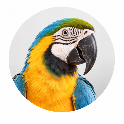 Aves