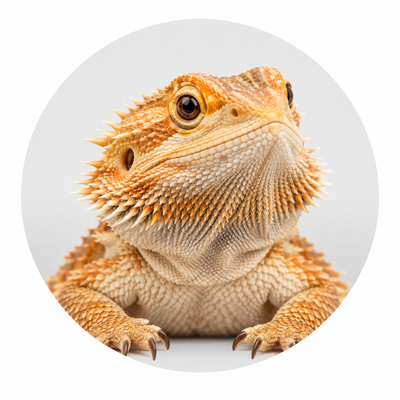 Reptiles