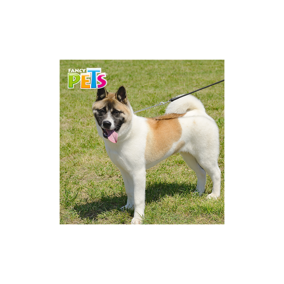 Collar de Cadena de Entrenamiento Fancy Pets Chico