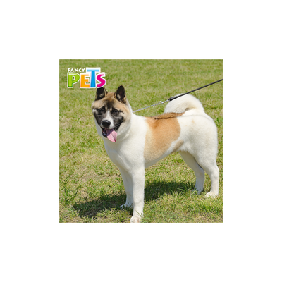Collar de Cadena de Entrenamiento Fancy Pets Chico