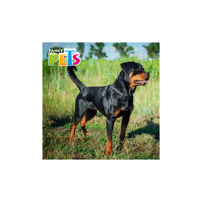 Collar de Entrenamiento Fancy Pets Intermedio