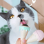 Juguete Helado con Catnip Verde - AniMALL