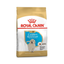 Royal Canin Golden Retriever para Cachorro  13.6kg