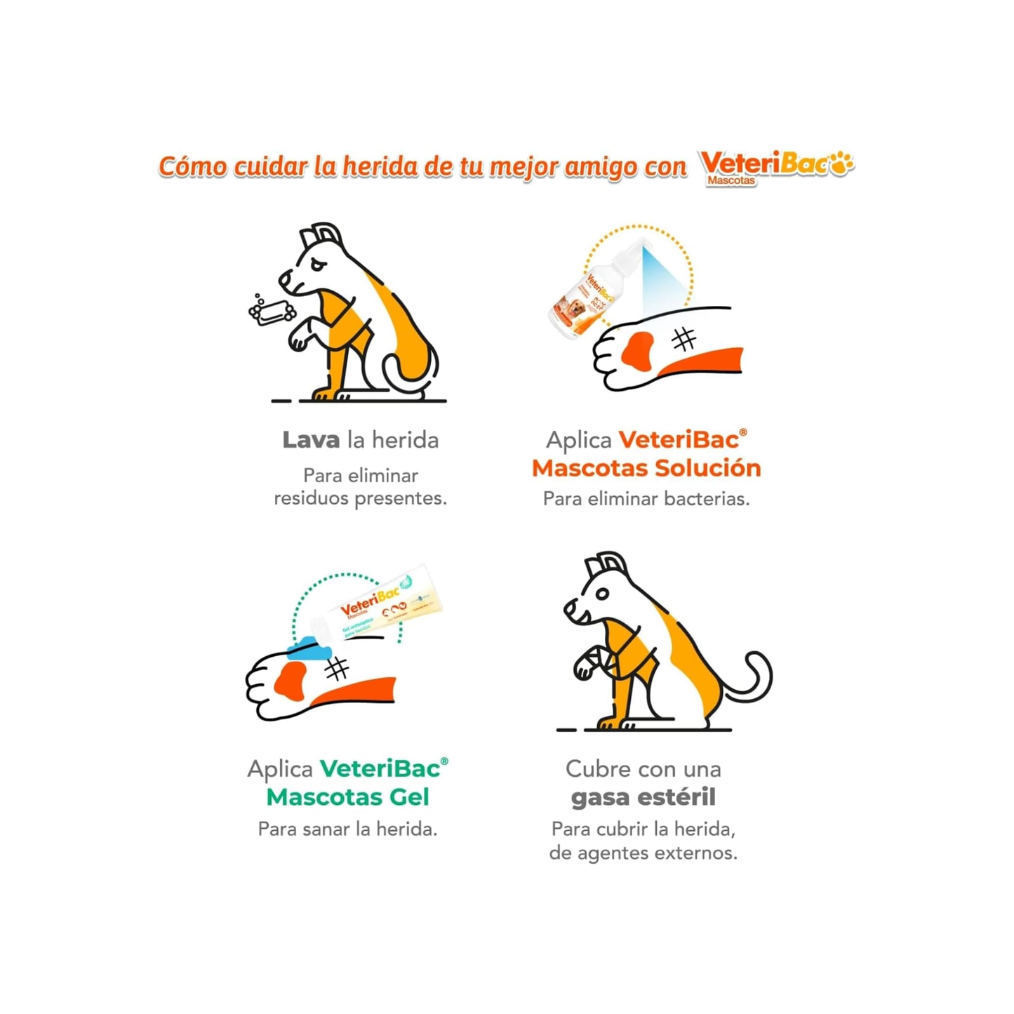 Guía ilustrada de 4 pasos para cuidar heridas de mascotas con Veteribac: lavar la herida, aplicar Veteribac Solución, aplicar Veteribac Gel y cubrir con gasa estéril
