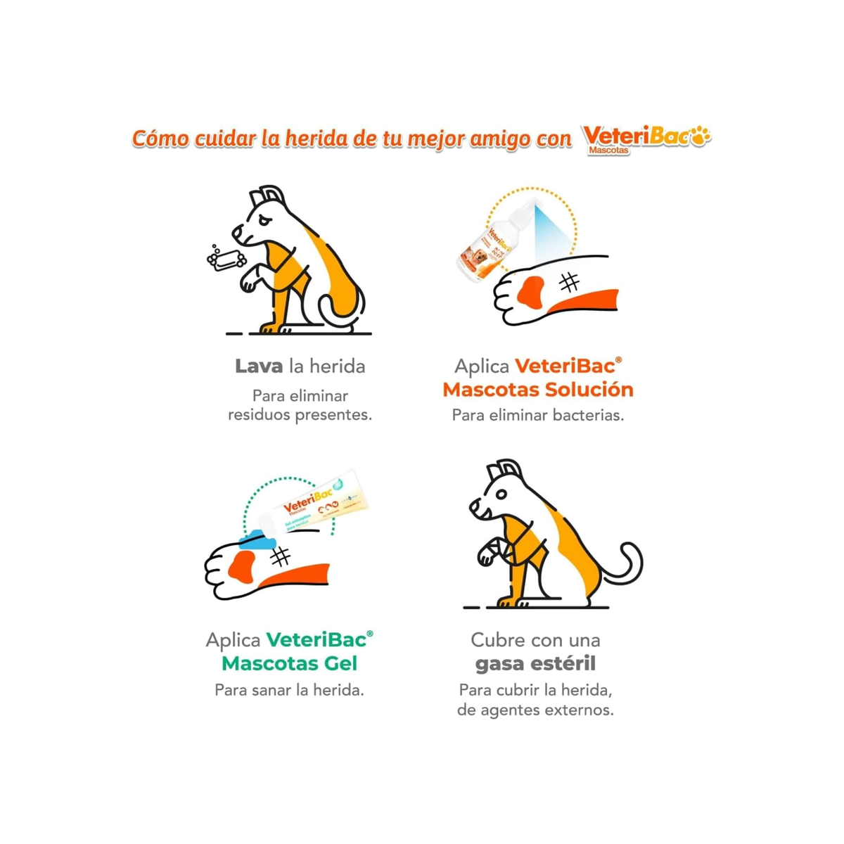 Guía ilustrada de 4 pasos para cuidar heridas de mascotas con Veteribac: lavar la herida, aplicar Veteribac Solución, aplicar Veteribac Gel y cubrir con gasa estéril
