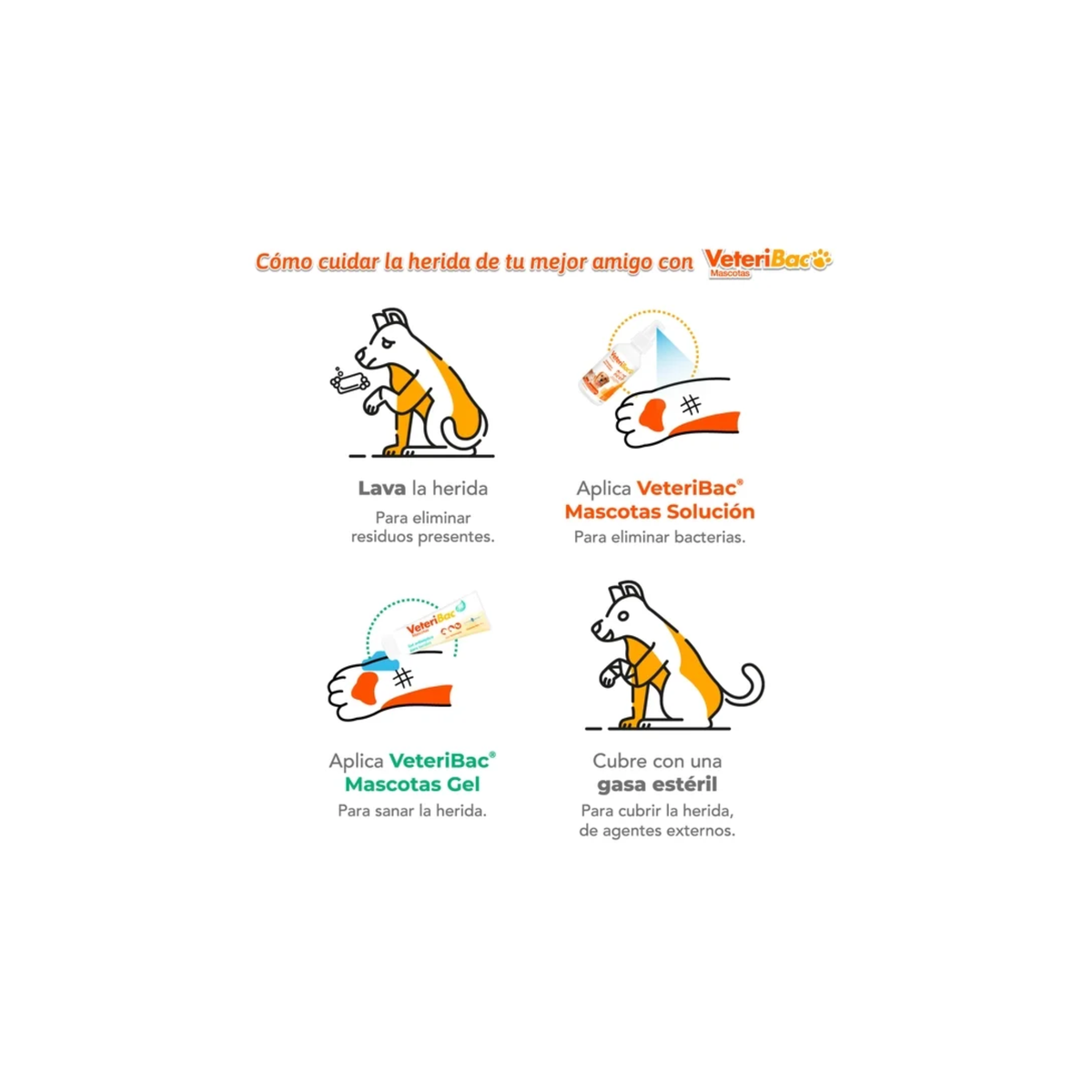 Guía ilustrada de 4 pasos para cuidar heridas de mascotas con Veteribac: lavar la herida, aplicar Veteribac Solución, aplicar Veteribac Gel y cubrir con gasa estéril