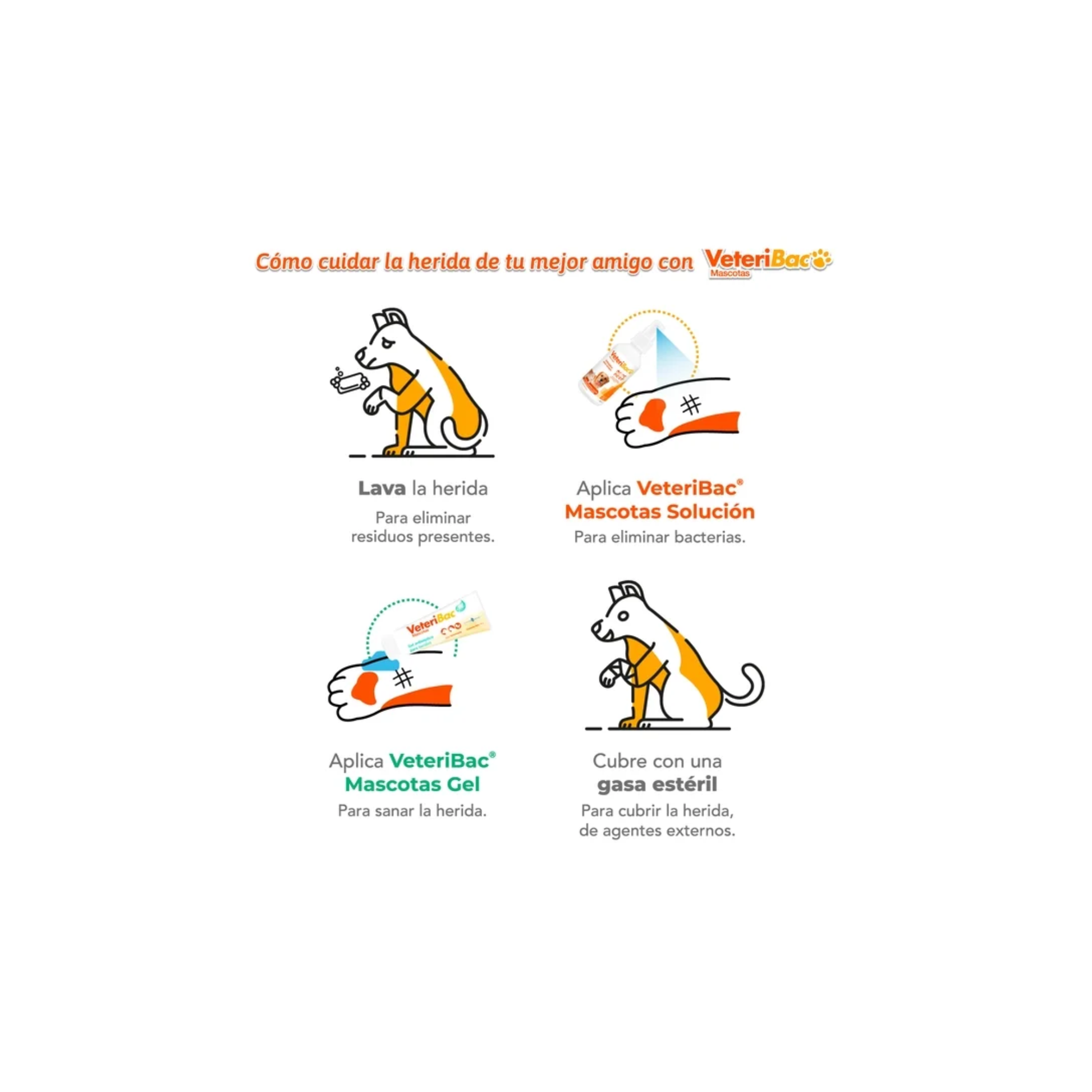 Guía ilustrada de 4 pasos para cuidar heridas de mascotas con Veteribac: lavar la herida, aplicar Veteribac Solución, aplicar Veteribac Gel y cubrir con gasa estéril