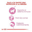 kitten royal canin