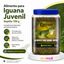 alimento para iguanas