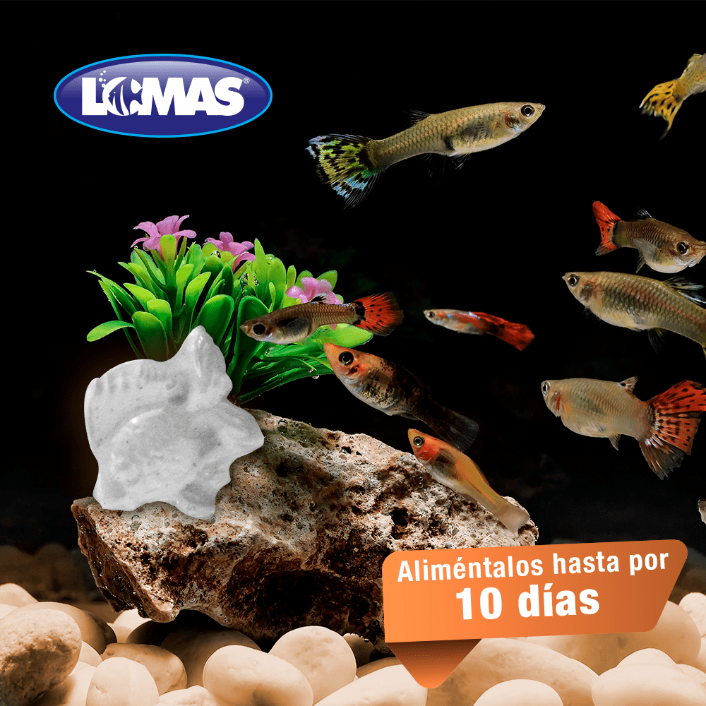 alimento de vacaciones para peces